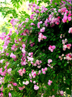 小众送妈妈的花有哪些花