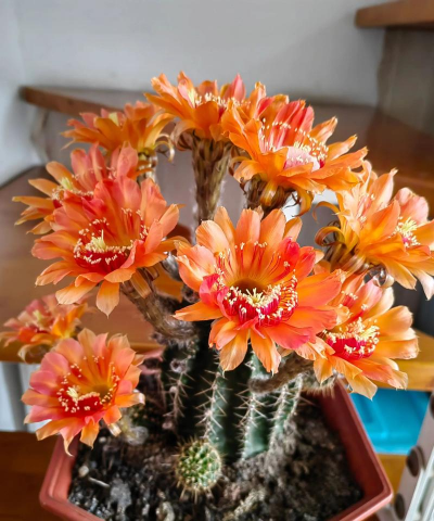 小众送妈妈的花有哪些花