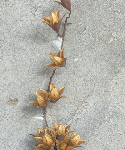 小众送妈妈的花有哪些花