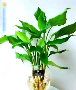 小众送妈妈的花有哪些花