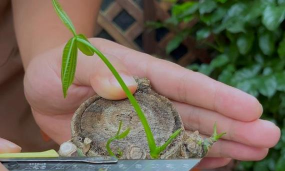 小众送妈妈的花有哪些花