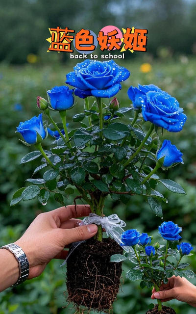 小众送妈妈的花有哪些花