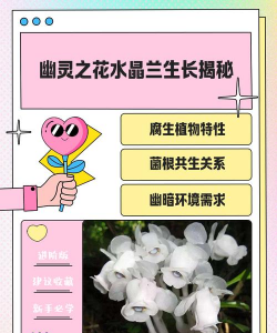 小众送妈妈的花有哪些花
