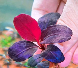 小众送妈妈的花有哪些花