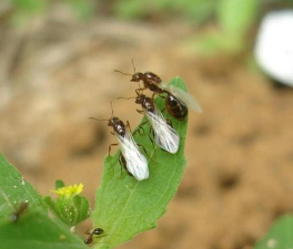 小众送妈妈的花有哪些花