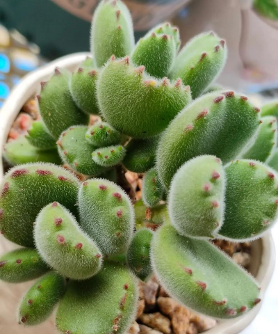 小众送妈妈的花有哪些花