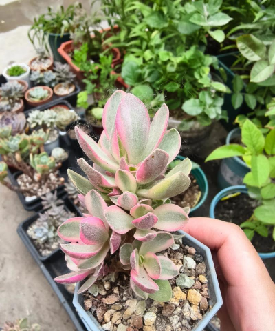 小众送妈妈的花有哪些花