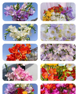 小众送妈妈的花有哪些花