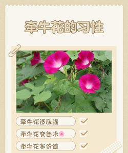 小众送妈妈的花有哪些花