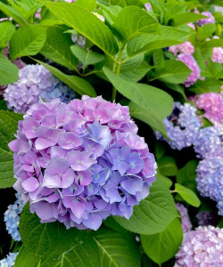 小众送妈妈的花有哪些花