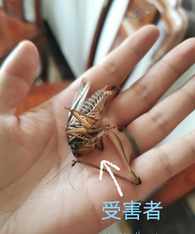 小众送妈妈的花有哪些花