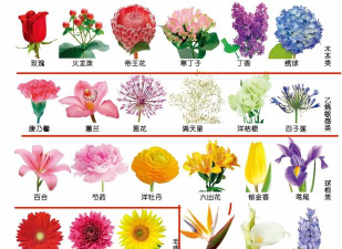 小众送妈妈的花有哪些花