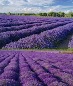 小众送妈妈的花有哪些花