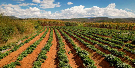 10月适合种植什么农作物