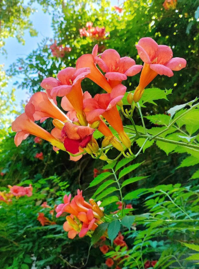 小众送妈妈的花有哪些花