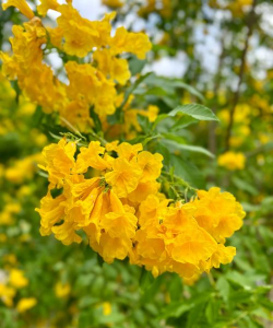 小众送妈妈的花有哪些花