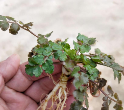 小众送妈妈的花有哪些花