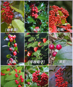 小众送妈妈的花有哪些花