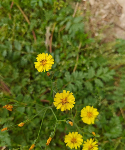 小众送妈妈的花有哪些花