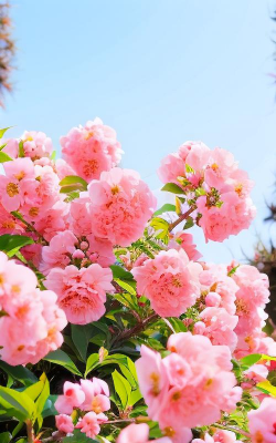 小众送妈妈的花有哪些花