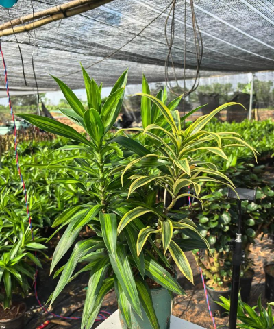 小众送妈妈的花有哪些花