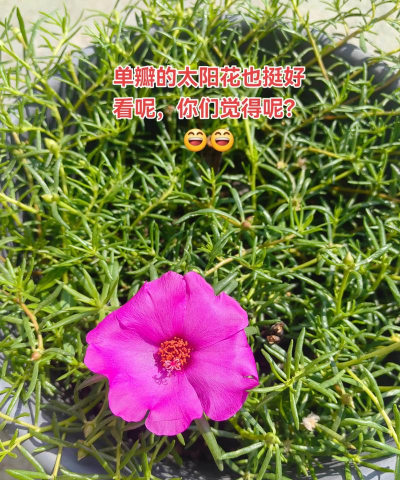 小众送妈妈的花有哪些花