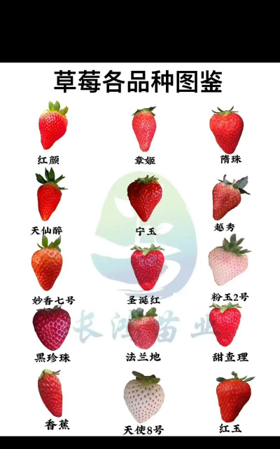 妙香七号草莓品种介绍