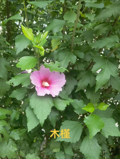 小众送妈妈的花有哪些花