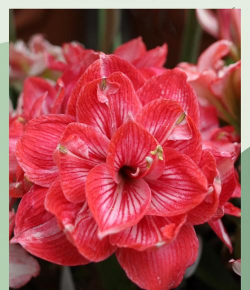 小众送妈妈的花有哪些花