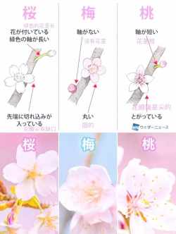 真樱花和假樱花的区别