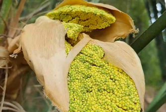 小众送妈妈的花有哪些花