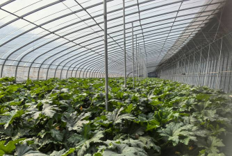 小众送妈妈的花有哪些花