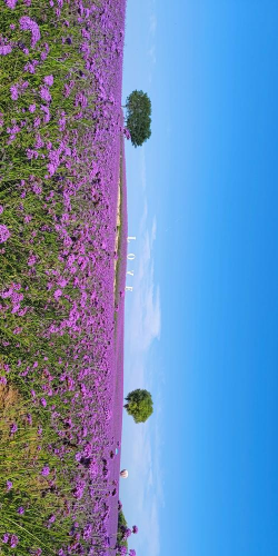 小众送妈妈的花有哪些花