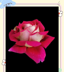 小众送妈妈的花有哪些花