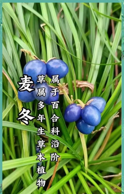 麦冬有几个品种