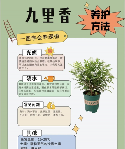 九里香怎么种植