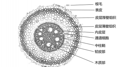 小众送妈妈的花有哪些花
