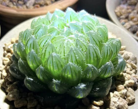 小众送妈妈的花有哪些花