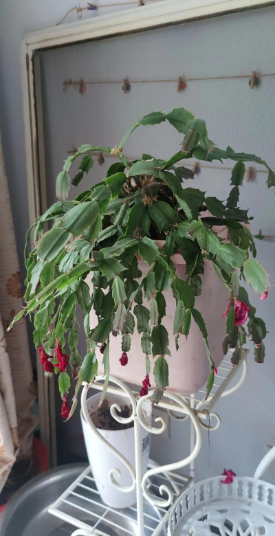 小众送妈妈的花有哪些花