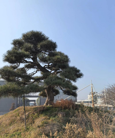 怎么断定黑松的死活