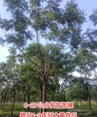 什么叫乡土树种