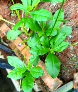 小众送妈妈的花有哪些花