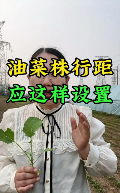 油菜移栽方法