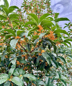 小众送妈妈的花有哪些花