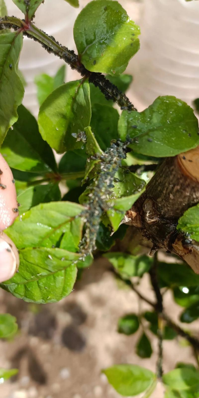 小众送妈妈的花有哪些花