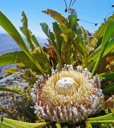 小众送妈妈的花有哪些花