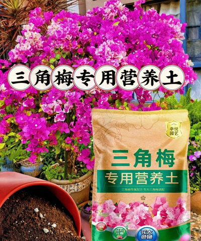 小众送妈妈的花有哪些花