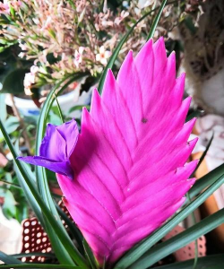 小众送妈妈的花有哪些花