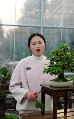 胡秃子盆景的养殖方法