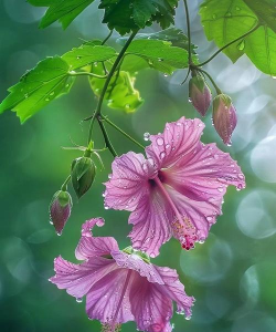 小众送妈妈的花有哪些花